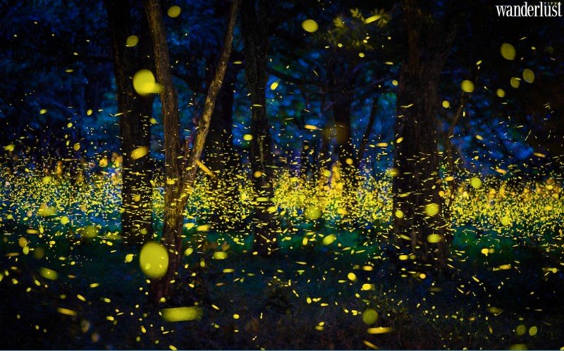 Tạp chí Du lịch Wanderlust Tips | Chiêm ngưỡng vẻ đẹp của hàng ngàn con đom đóm tại Great Smoky Moutains