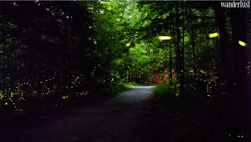 Tạp chí Du lịch Wanderlust Tips | Chiêm ngưỡng vẻ đẹp của hàng ngàn con đom đóm tại Great Smoky Moutains