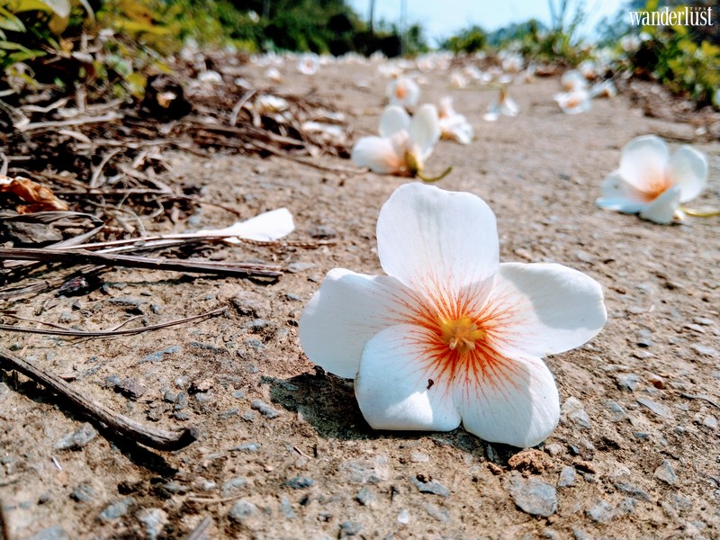 Tạp chí Du lịch Wanderlust Tips | Nghe tháng Tư hát khúc giao mùa