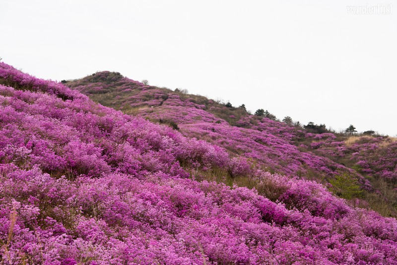 Tạp chí Du lịch Wanderlust Tips | Nghe tháng Tư hát khúc giao mùa