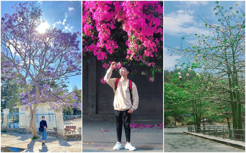 Sài Gòn, Vũng Tàu, Đà Lạt và những cung đường hoa không thể bỏ lỡ!