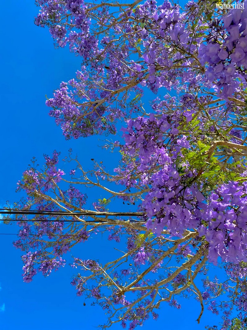 Sài Gòn, Vũng Tàu, Đà Lạt và những cung đường hoa không thể bỏ lỡ! 15 Tạp chí Du lịch Wanderlust Tips | Sài Gòn, Vũng Tàu, Đà Lạt và mùa rực rỡ