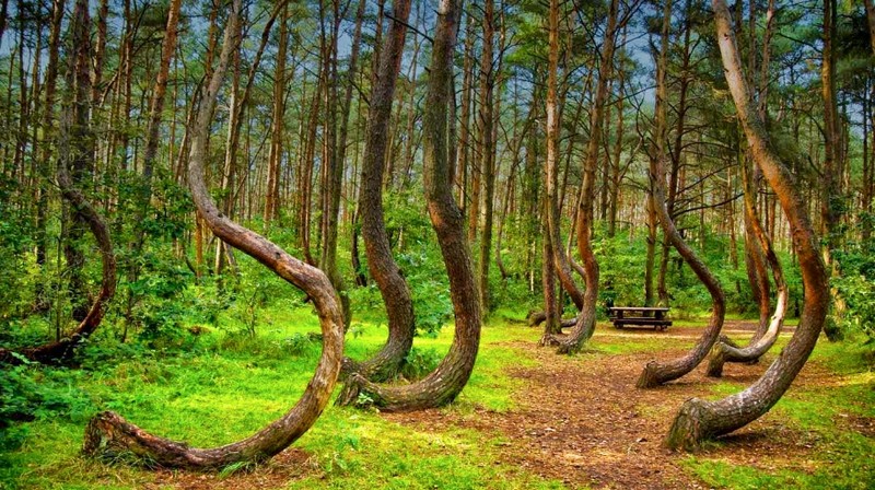 Tạp chí Du lịch Wanderlust Tips | Khám phá những lá phổi xanh kì lạ của Trái Đất