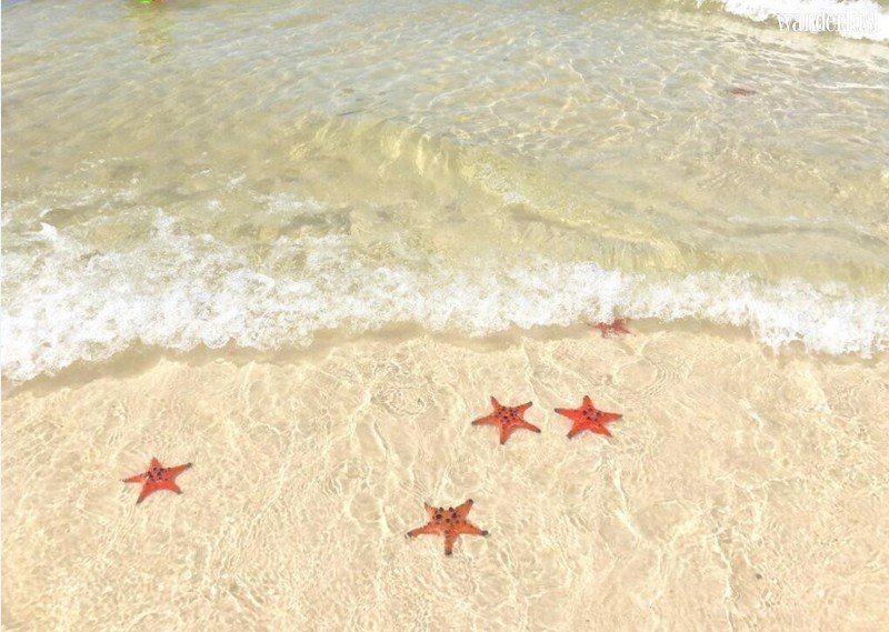 Trách nhiệm ở đâu từ chuyện sống ảo thiếu hiểu biết với sao biển Phú Quốc? 8 Tạp chí Du lịch Wanderlust | Trách nhiệm bảo vệ môi trường biển