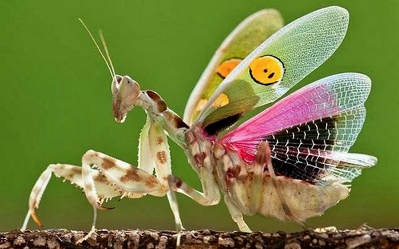 Sinh vật độc đáo ở Việt Nam và nơi tìm ra chúng