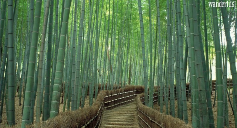 Tạp chí Du lịch Wanderlust Tips | Soundscape khi ta lắng nghe tiếng thì thầm của thiên nhiên