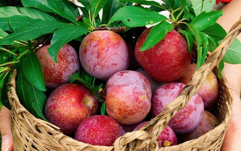 Mùa nào thức nấy: Những món ngon mùa hè dọc đất nước