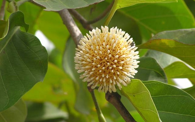 Cứ mỗi mùa nước nổi, những đứa trẻ miền Tây lại nô nức với trái gáo trắng