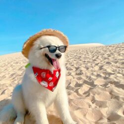 Tạp chí Du lịch Wanderlust Tips | Chuyến đi hoàn hảo cùng thú cưng