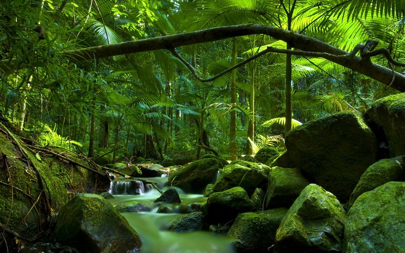 Tạp chí Du lịch Wanderlust Tips | 5 khu rừng mưa nhiệt đới tuyệt đẹp
