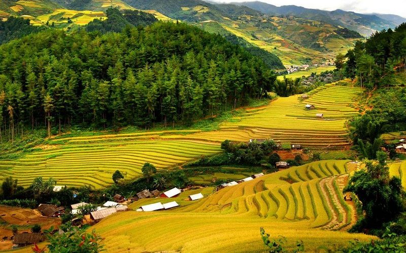 Chờ tới mùa lúa chín Pù Luông