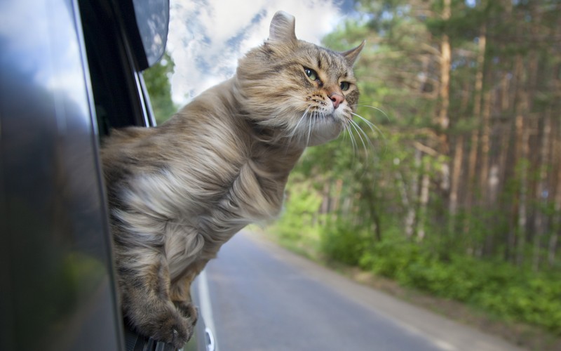 Chuyến du lịch hoàn hảo cùng thú cưng (Phần 2)