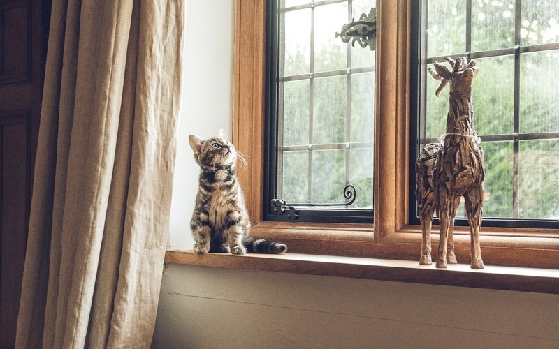 Cùng vui bên thú cưng trong mùa dịch giãn cách