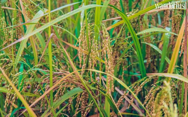 Ngo ngang ve dep ruong bac thang Hoang Su Phi mua lua chin 11 1538995915 116 width865height577