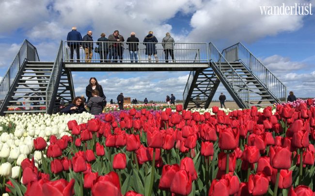 5 địa điểm ngắm hoa tulip đẹp nhất Hà Lan 20 canh dong tulip 3