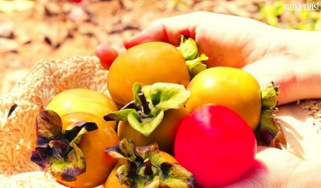 Thu Đà Lạt với những vườn hồng chín mọng 14 h 8