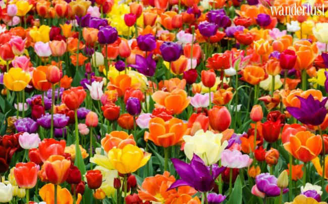 5 địa điểm ngắm hoa tulip đẹp nhất Hà Lan 6 5 địa điểm ngắm hoa tulip đẹp nhất Hà Lan - Wanderlust Tips
