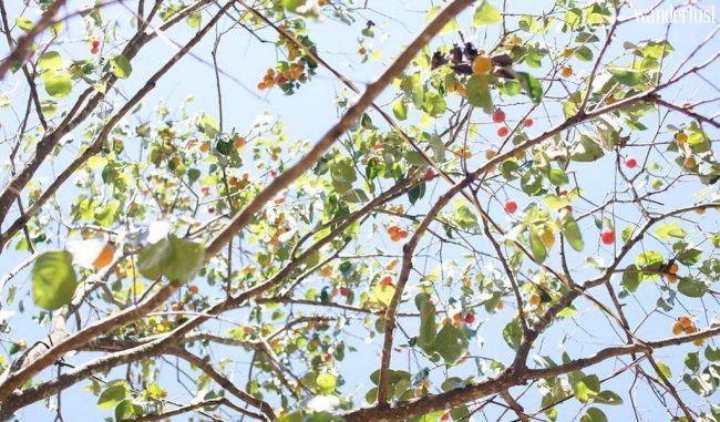 Thu Đà Lạt với những vườn hồng chín mọng 17 l 12