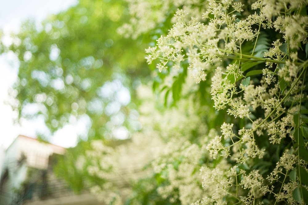 Hà Nội tháng 8: Đẹp tinh khôi mùa hoa dâu da xoan Hà Nội tháng 8: Đẹp tinh khôi mùa hoa dâu da xoan