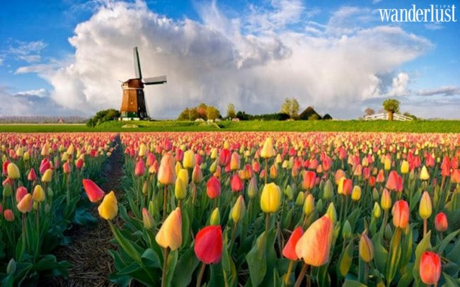 5 địa điểm ngắm hoa tulip đẹp nhất Hà Lan - Wanderlust Tips