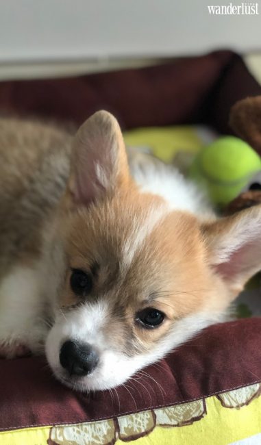 Louis - chàng "đại boss" may mắn được du lịch 5 châu cùng "sen" 9x - Wanderlust Tips