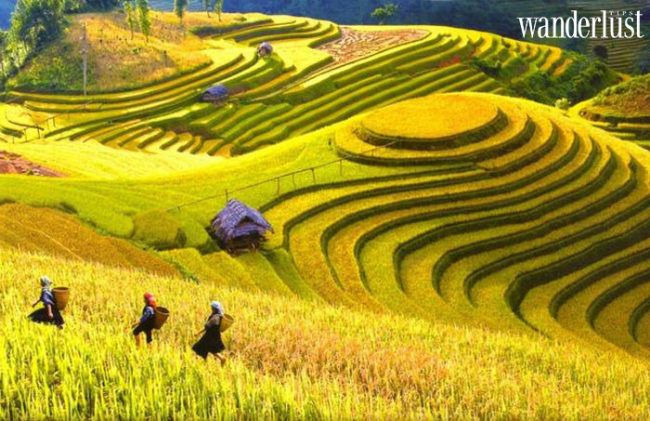 Ruộng bậc thang ở Sa Pa vàng ươm mùa lúa chín.