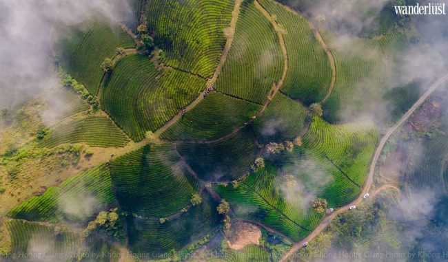 Mùa thu xanh mướt trên đồi chè Long Cốc 6 ad 2