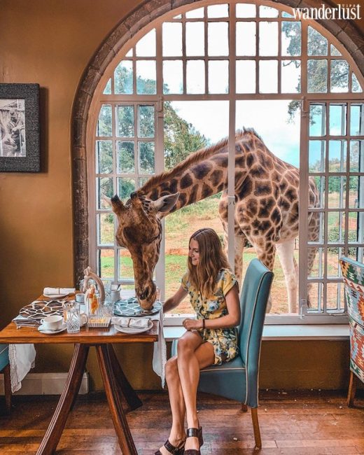 Bình minh với hươu cao cổ ở khách sạn Giraffe Manor 19 an 4