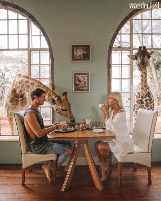 Bình minh với hươu cao cổ ở khách sạn Giraffe Manor 16 an 5 1