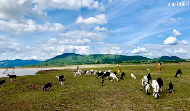 Cánh đồng dê xanh ngát giữa lòng Gia Lai