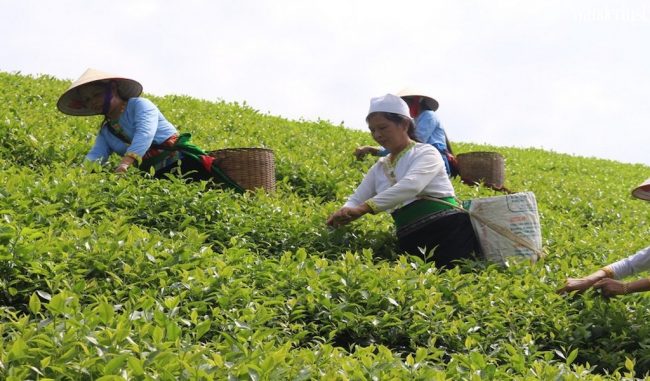 Mùa thu xanh mướt trên đồi chè Long Cốc 12 d 10