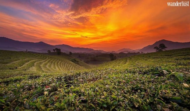 Mùa thu xanh mướt trên đồi chè Long Cốc 7 dfcsdf 2