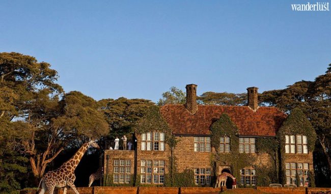 Bình minh với hươu cao cổ ở khách sạn Giraffe Manor 8 hcck