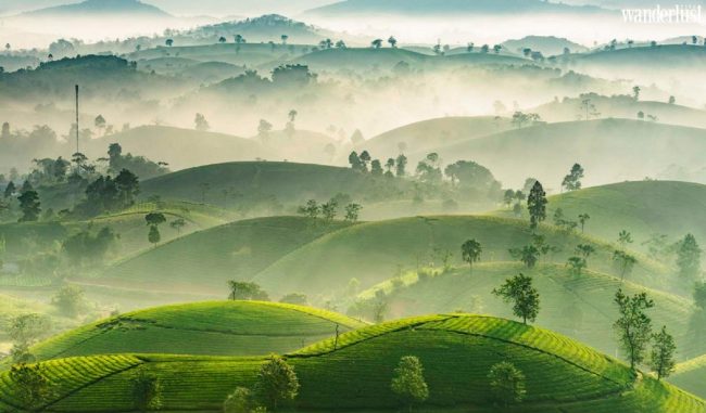 Mùa thu xanh mướt trên đồi chè Long Cốc 5 Mùa thu xanh mướt trên đồi chè Long Cốc - Phú Thọ - Wanderlust Tips