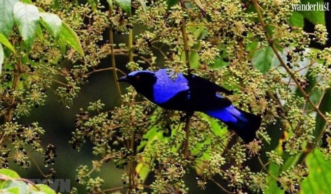 Khám phá 2 khu dự trữ sinh quyển thế giới mới của Việt Nam 13 c 7