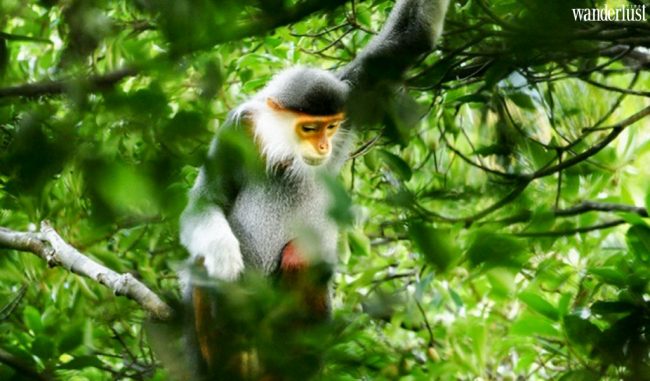 Khám phá 2 khu dự trữ sinh quyển thế giới mới của Việt Nam 8 v 2