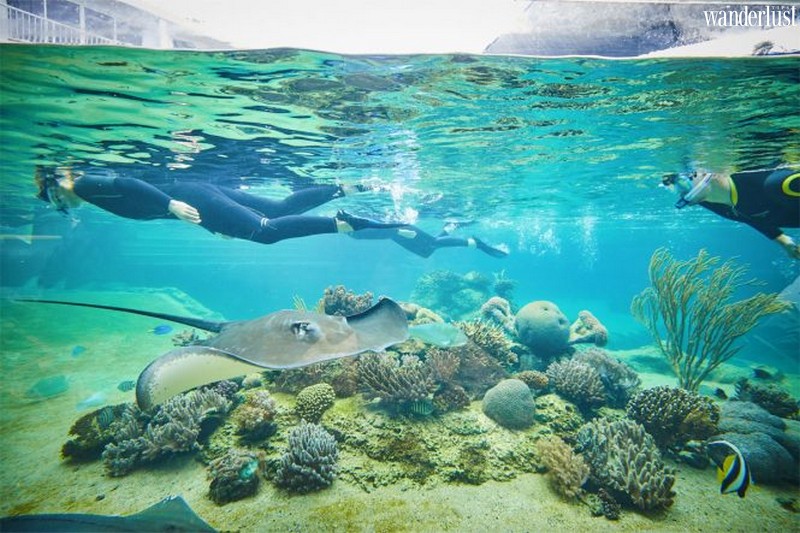 Hồi sinh Rạn san hô Great Barrier 11 Tạp chí du lịch Wanderlust Tips | Hồi sinh Rạn san hô Great Barrier