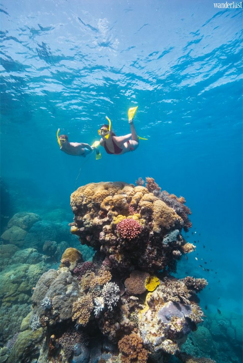 Hồi sinh Rạn san hô Great Barrier 12 Tạp chí du lịch Wanderlust Tips | Hồi sinh Rạn san hô Great Barrier