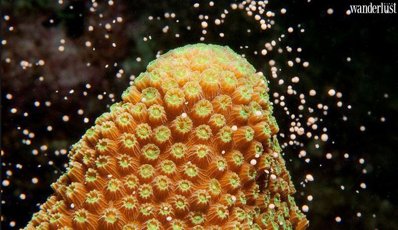 Hồi sinh Rạn san hô Great Barrier 6 Tạp chí du lịch Wanderlust Tips | Hồi sinh Rạn san hô Great Barrier