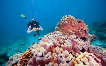 thumb coral reef