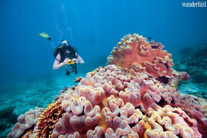 Tạp chí du lịch Wanderlust Tips | Hồi sinh Rạn san hô Great Barrier