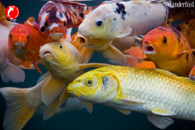Ngày lễ Ông Công Ông Táo: Một nét họa trong kho tàng văn hóa của người Việt 8 Ngày lễ ông công ông táo – một nét họa trong kho tàng văn hóa của người Việt