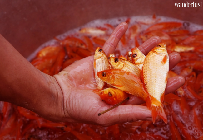 Phóng sinh cá chép sao cho đúng với quan niệm xưa 9 Wanderlust Tips Phong sinh ca chep sao cho dung voi quan niem xua 2