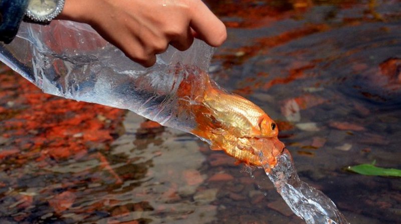 Phóng sinh cá chép sao cho đúng với quan niệm xưa