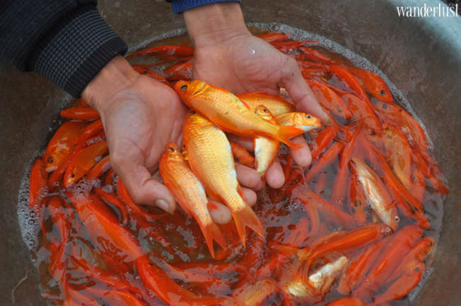 Wanderlust Tips - Phóng sinh cá chép sao cho đúng với quan niệm xưa