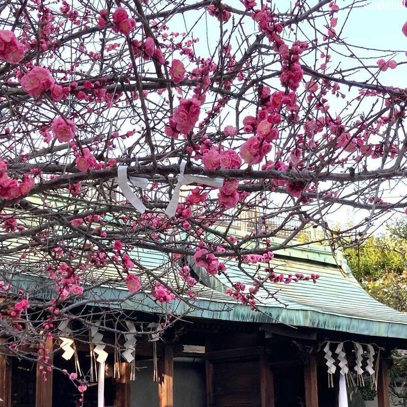 10 nghi lễ cần biết khi viếng thăm đền ở Nhật Bản 26 10 nghi le can biet khi den vieng tham den o nhat ban 11