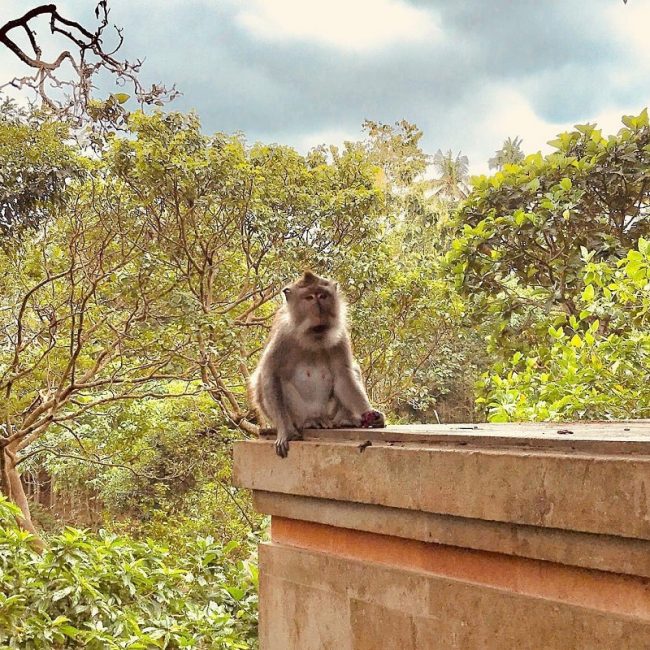 Khám phá Ubudkỳ thú qua hành trình với 9 trải nghiệm “độc nhất vô nhị” 9 276978497 111904838126565 2869841912085032363 n