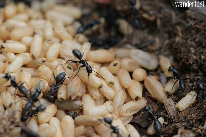 Bánh nếp nhân trứng kiến, hương vị dẻo bùi nhớ mãi không quên 8 Bánh nếp nhân trứng kiến, hương vị dẻo bùi nhớ mãi không quên | Wanderlust Tips