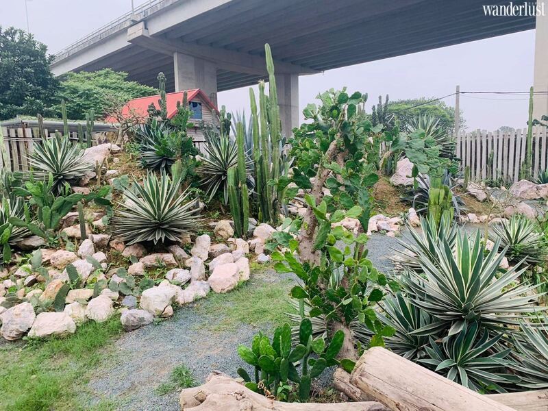 Cacti Zone, lạc vào ốc đảo xương rồng ảo diệu ven đô Hà Nội | Wanderlust Tips 