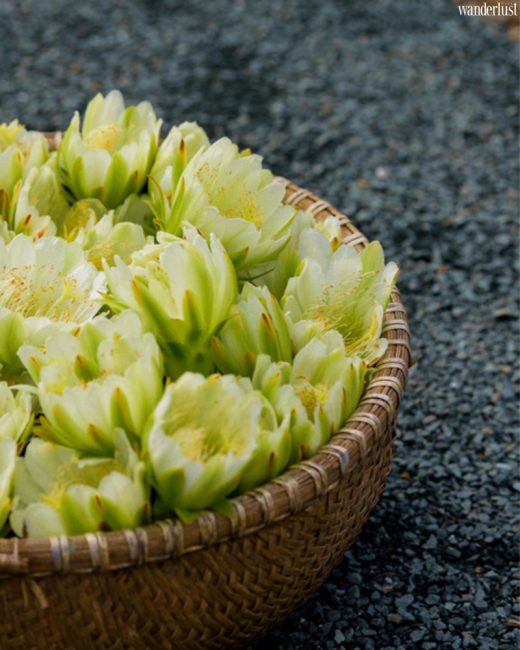 Cacti zone lac vao oc dao xuong rong ao dieu ven do ha noi 2